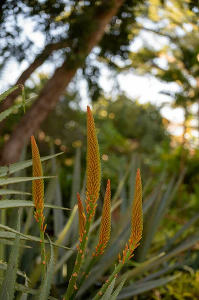 Ανθισμένα Φυτά Αλόης Βέρα Στον Βοτανικό Κήπο Στην Τενερίφη — Φωτογραφία Αρχείου