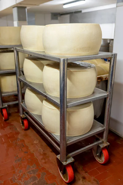 パルマの小さなチーズ農場でパルミジャーノ レッジャーノ パルメザン ハードチーズを作るプロセス イタリア 25日間塩を吸収するために塩を吸収するために塩水浴で醸造ホイール — ストック写真
