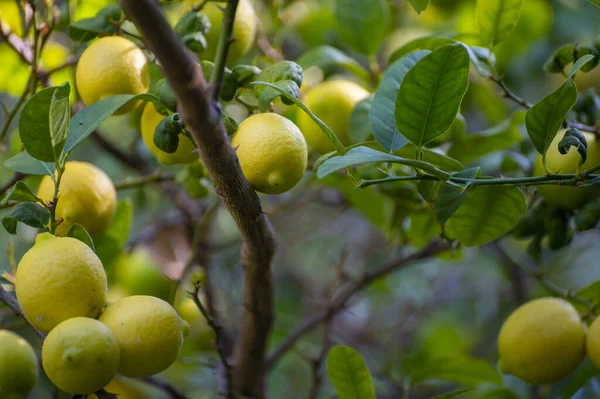 Reife Gelbe Zitronen Zitrusfrüchte Hängen Erntereif Baum — Stockfoto