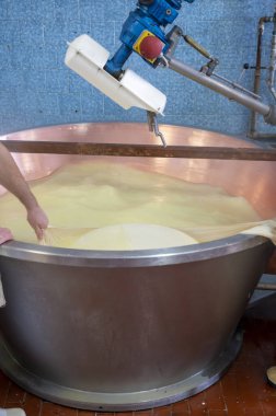 Parma, Reggio-Emilia, İtalya 'daki küçük peynir çiftliğinde parmesanlı parmesan peynirin inek sütünden yapılmış geleneksel bir işlem.