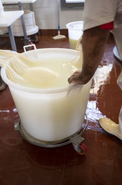 Parma, Reggio-Emilia, İtalya 'daki küçük bir peynir çiftliğinde parmesanlı parmesan peynirinin inek sütlü tekerleklerinden yapılan geleneksel bir işlem.