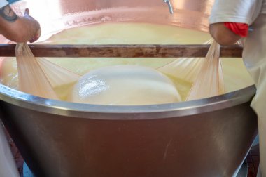 Parma, Reggio-Emilia, İtalya 'daki küçük bir peynir çiftliğinde parmesanlı parmesan peynirinin inek sütlü tekerleklerinden yapılan geleneksel bir işlem.