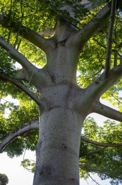 Dev ağaç ceiba pentanrda, Guatemala 'nın ulusal ağacı, kapok ağacı, kapat