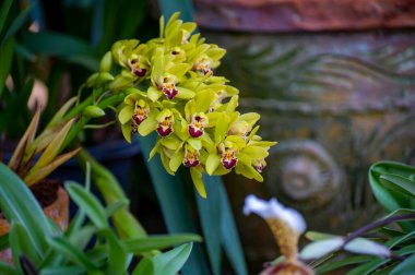 Tenerife 'deki botanik bahçesinde yetişen renkli orkideler kapanıyor