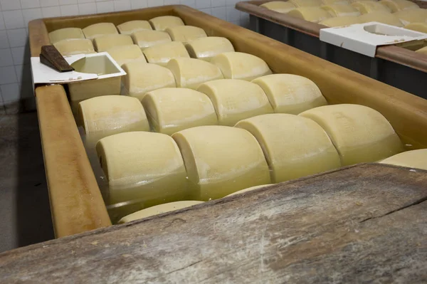 パルマ イタリア の小さなチーズ農場でパルミジャーノ レッジャーノ パルメザン ハードチーズを作るプロセス 25日間塩を吸収するために塩を吸収するために塩浴で醸造ホイール — ストック写真