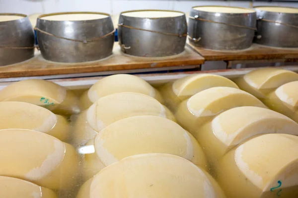 パルマの小さなチーズ農場でパルミジャーノ レッジャーノ パルメザン ハードチーズを作るプロセス イタリア 塩を吸収する塩浴と塩室でチーズホイールとステンレス製のバックル — ストック写真