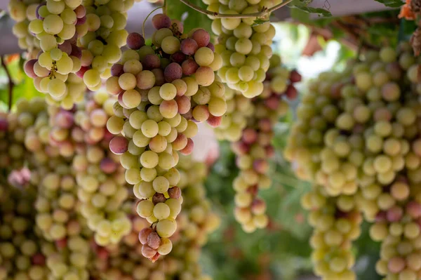 Des Grappes Raisin Table Blanc Rose Sans Pépins Sucrés Mûrissent — Photo