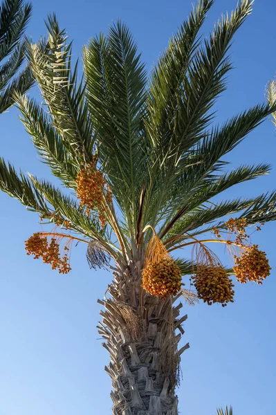 Plantation Phoenix Date Palm Bunches Full Orange Date Fruits Blue — Stock Photo, Image