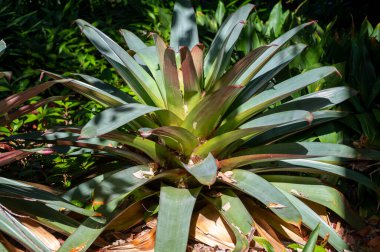 Dev tropikal bitki vriesea fosteriana, çiçek açtıktan sonra yakındır.