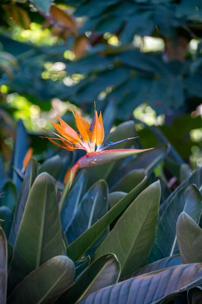 Flor Strelitzia Reginae Colorido Pájaro Del Paraíso Flores Jardín Botánico — Foto de Stock