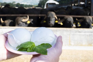 İtalyan yumuşak peyniri Mozzarella di Bufala Campana ve İtalyan peyniri bufalolarından oluşan beyaz toplar İtalyan peynir tarlasında yetiştirildi.