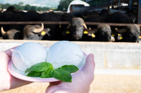 White balls of Italian soft cheese Mozzarella di Bufala Campana and Mediterrane Italiana buffalo raised on Italian cheese farm for production of buffalo milk on backgroud, cheese making in Italy