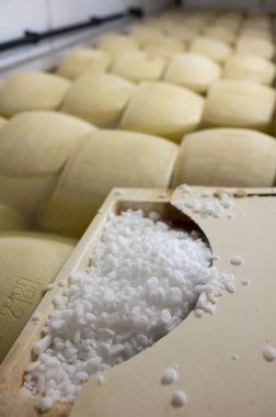 Parma, İtalya 'da küçük bir peynir çiftliğinde parmesanlı parmesan peyniri yapma işlemi, tuzlu su banyosunu 20-25 gün boyunca emmek için tekerlekler salamura ediyor.