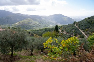 Lenola yakınlarındaki tepelerde zeytin ağaçları, sonbaharda Lazio, İtalya 'da, çiftlikte taze yeşil organik zeytin hasat ediyorlar.