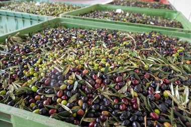 Küçük dağ köyü Lenola, Lazio, İtalya 'daki organik zeytinyağı üretimi sürecinde organik zeytinyağı çiftliğinin soğuğu ve çıkarılması için kutularda taze siyah ve yeşil zeytinler.