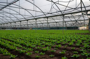 Sıralı taze organik yeşil salata bitkileriyle İtalyan serası Lazio, İtalya tarımı