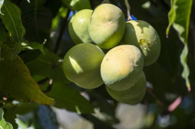 Tenerife 'de güneşli bir günde ağaçta olgunlaşan yeşil mangolar