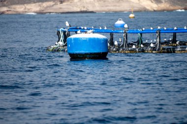 Tenerife adasının güney kıyısı yakınlarındaki Atlantik Okyanusu 'ndaki balıkçı ağları kışın Kanarya Adaları' ndaki sahil şeridi boyunca yelkenli tekne gezisinde görülüyor.