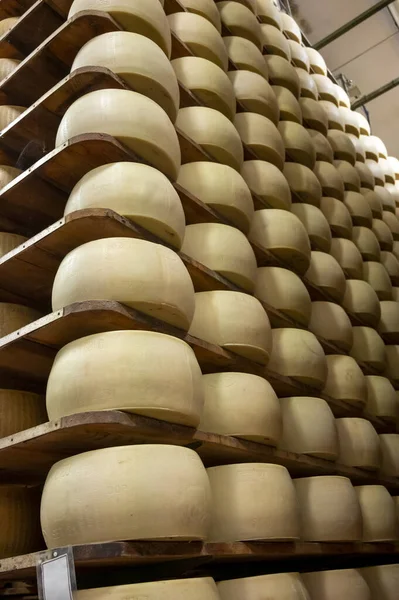 パルマ イタリアの小さなチーズ農場でパルミジャーノ レッジャーノ パルメザン ハードチーズを作るプロセス 5年までのチーズホイールの老化のための工場成熟室 — ストック写真
