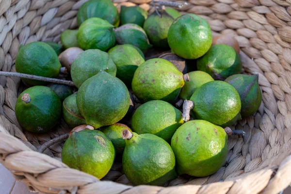 New Harvest Tasty Australian Fresh Ripe Macadamia Nuts Green Shell — Stock Photo, Image