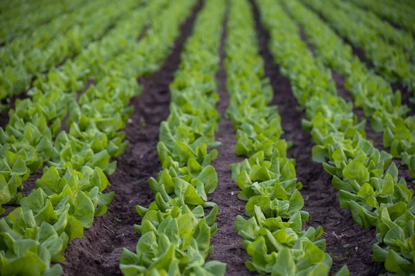 Estufa Italiana Com Fileiras Jovens Plantas Salada Alface Verde Orgânica — Fotografia de Stock