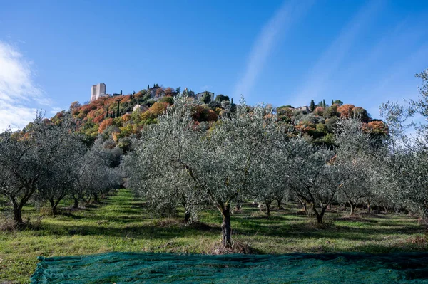 Cosecha Aceitunas Ecológicas Verdes Maduras Plantación Agrícola Cerca Castiglione Toscana —  Fotos de Stock
