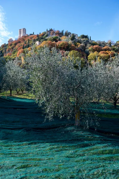 Zbiory Dojrzałych Zielonych Oliwek Ekologicznych Plantacji Pobliżu Castiglione Toskanii Włoszech — Zdjęcie stockowe