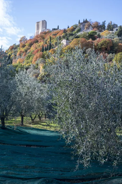 Сбор Спелых Зеленых Органических Оливок Фермерской Плантации Недалеко Кастильоне Тоскане — стоковое фото