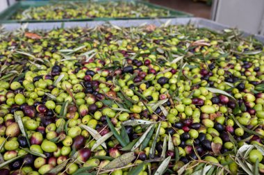 Küçük dağ köyü Lenola, Lazio, İtalya 'daki organik zeytinyağı üretimi sürecinde organik zeytinyağı çiftliğinin soğuğu ve çıkarılması için kutularda taze siyah ve yeşil zeytinler.