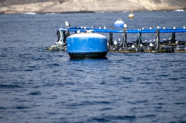 Tenerife adasının güney kıyısı yakınlarındaki Atlantik Okyanusu 'ndaki balıkçı ağları kışın Kanarya Adaları' ndaki sahil şeridi boyunca yelkenli tekne gezisinde görülüyor.