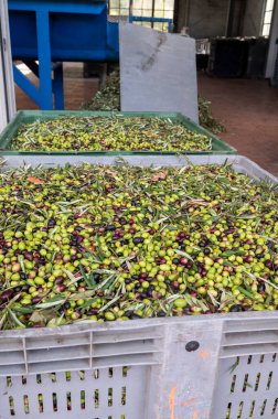 Küçük dağ köyü Lenola, Lazio, İtalya 'daki organik zeytinyağı üretimi sürecinde organik zeytinyağı çiftliğinin soğuğu ve çıkarılması için kutularda taze siyah ve yeşil zeytinler.