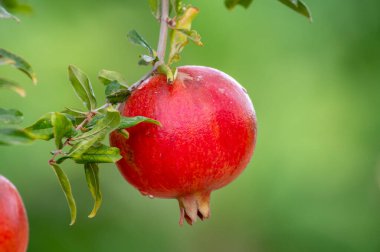 Kırmızı olgun organik Punica granatum nar meyveleri ağaçta asılı hasat etmeye hazır.