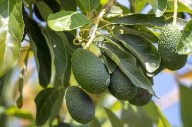 Avokado ağaçlarında asılı yeşil olgun organik avokado meyveleri.
