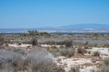 Limasol tuz gölüne yürümek, güneşte kurumuş çimenler ve ufukta Limasol manzarası.