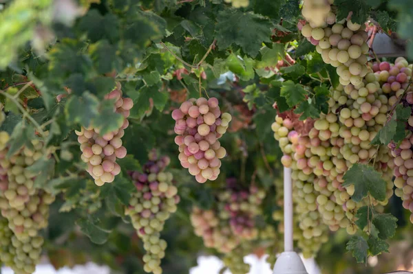 Des Grappes Raisin Table Blanc Rose Sans Pépins Sucrés Mûrissent — Photo