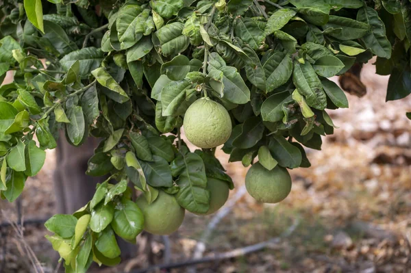 Velké Kulaté Pomelo Tropické Citrusové Plody Visící Stromech Plantážích Pomelo — Stock fotografie