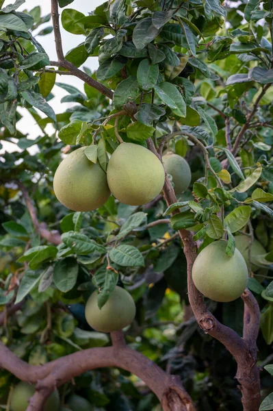 Velké Kulaté Pomelo Tropické Citrusové Plody Visící Stromech Plantážích Pomelo — Stock fotografie