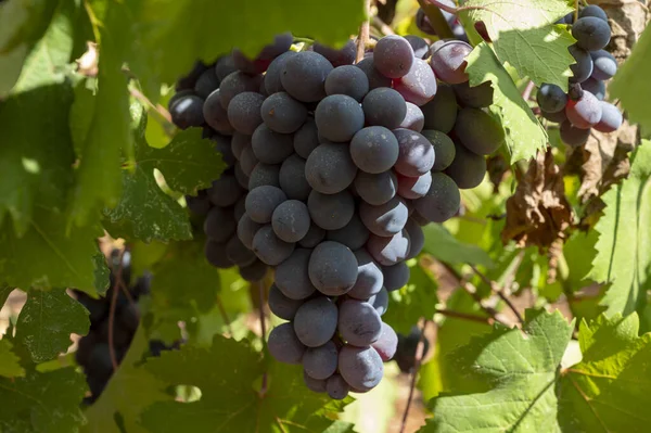 Vinařský Průmysl Kypru Hrozny Zralých Černých Hroznů Visící Kyperských Vinicích — Stock fotografie