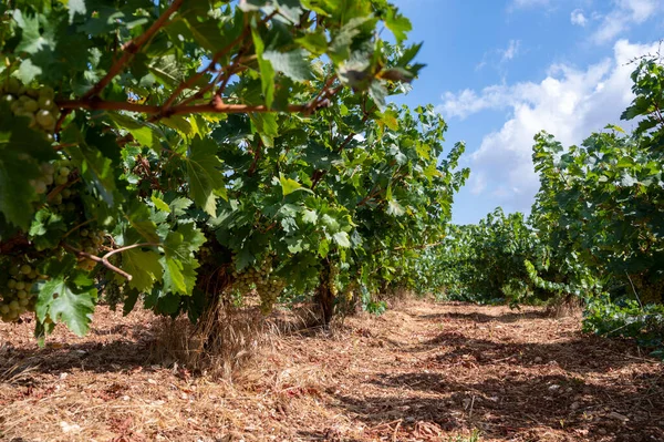 Industria Vitivinícola Isla Chipre Racimos Uvas Blancas Maduras Colgando Viñedos —  Fotos de Stock