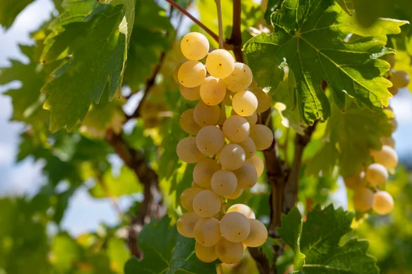 Weinindustrie Auf Der Insel Zypern Trauben Reifer Weißer Trauben Hängen — Stockfoto