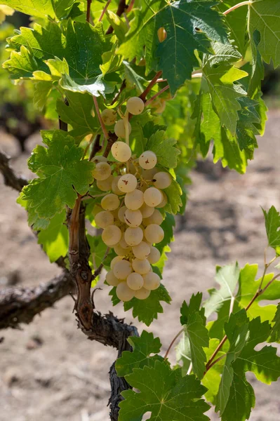 Vinařství Kyperském Ostrově Hrozny Zralých Bílých Hroznů Visící Kyperských Vinicích — Stock fotografie