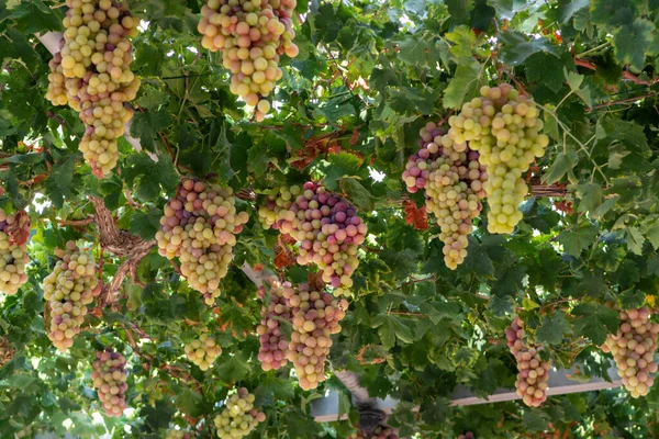 Grona Biało Różowych Winogron Stołowych Bez Nasion Dojrzewających Winnicach Cypru — Zdjęcie stockowe