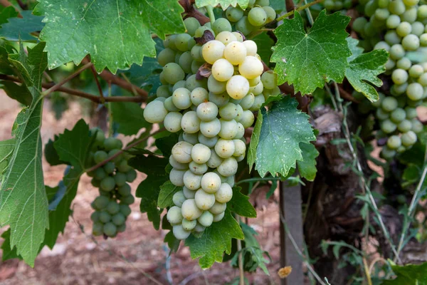 Indústria Vitivinícola Ilha Chipre Cachos Uvas Brancas Maduras Penduradas Vinhas — Fotografia de Stock