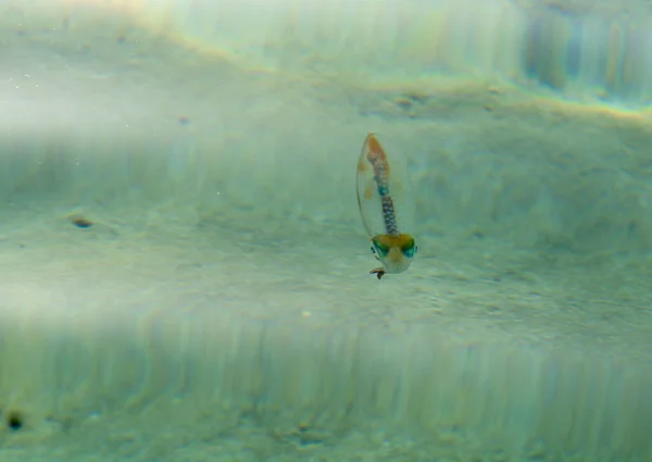 Piccolo Colofrul Calamaro Galleggiante Acque Limpide Sulla Spiaggia Konnos Cipro — Foto Stock