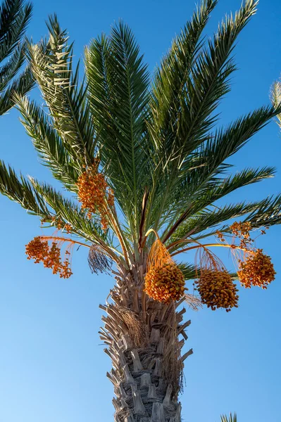 Плантация Финиковой Пальмы Пучками Плодов Апельсина Голубого Неба — стоковое фото