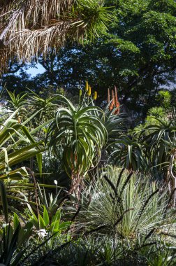 Tenerife 'deki botanik bahçesindeki aloe vera bitkileri.