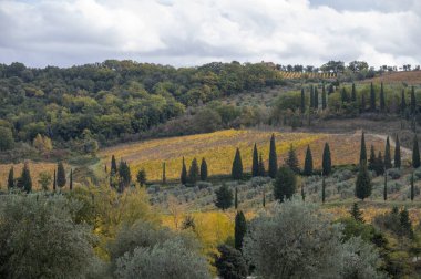 Abbazia Sant 'Antimo, Montalcino, Toskana, İtalya yakınlarındaki tepelerde yürüyorum. Selvi ağaçları, üzüm bağları, ormanlar ve bulutlu sonbaharda zeytin ağaçları olan Toskana manzarası.