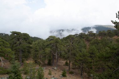 Kıbrıs 'taki yüksek Troodos dağlarında bulutlarda büyüyen Evergreen çam ağaçları
