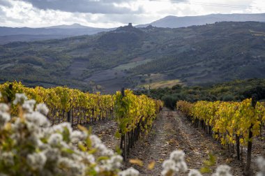 Şarap yakınlarındaki üzüm bağlarında renkli bir sonbahar günü. Kasabayı Montalcino, Toskana, hasattan sonra sıra sıra üzüm bitkileri, İtalya