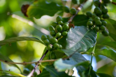 Arabika kahve ağacı olgunlaşmış kahve kirazları tarlada çilekler, kahve çekirdekleri üretimi